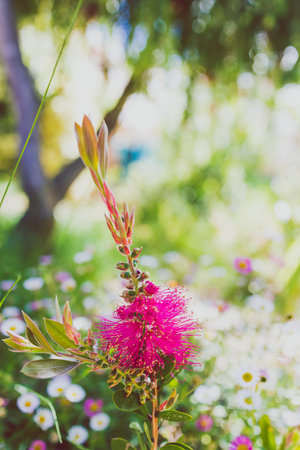 native Australian bright pink callistemon bottle brush plant outdoor in beautiful tropical backyard shot at shallow depth of fieldの写真素材