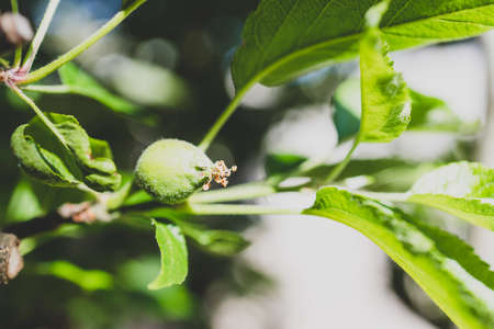 close-up of apple plant with fruit about to form shot at shallow depth of field in sunny vegetable gardenの写真素材