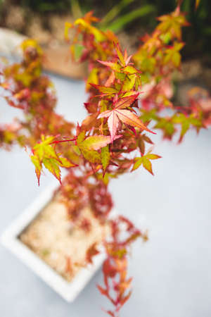 close-up of Japanese maple plant with both red and green tones outdoor in sunny backyard shot at shallow depth of fieldの写真素材