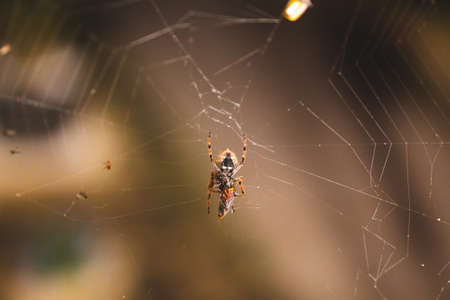 orb spider on spider web eating a dead bug he trapped shot at night in tropical backyard in Australiaの写真素材