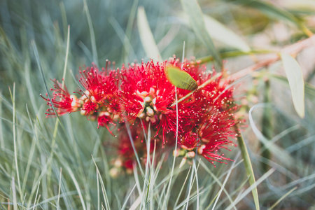native Australian red callstemon bottle brush plant outdoor in beautiful tropical backyard shot at shallow depth of fieldの写真素材