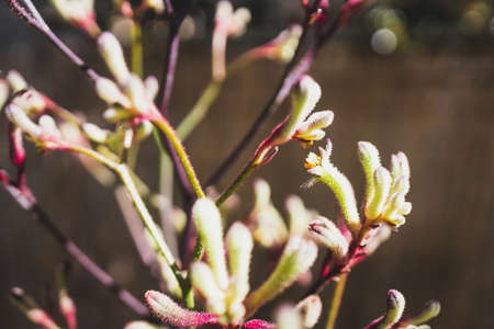 native Australian yellow kangaroo paw plant outdoor in beautiful tropical backyard shot at shallow depth of fieldの写真素材