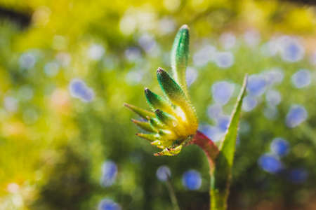native Australian yellow kangaroo paw plant outdoor in beautiful tropical backyard shot at shallow depth of fieldの写真素材