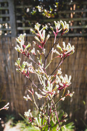 native Australian yellow kangaroo paw plant outdoor in beautiful tropical backyard shot at shallow depth of fieldの写真素材