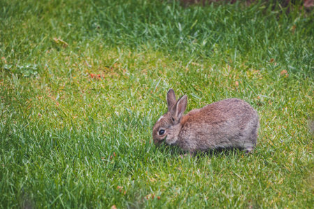cute brown bunny rabbit in private backyard eating grass from lawn shot with telephoto lens