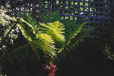 fern tree outdoor in sunny backyard shot at shallow depth of field