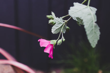 close-up of pink hibiscus plant outdoor in front of dark backyard fence shot at shallow depth of...