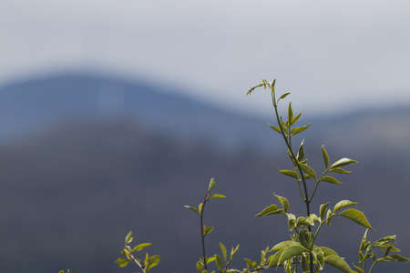 close-up of jasmine plant outdoor with mountains in the background shot with telephoto lens