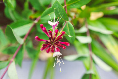 native Australian Lonicera honeysuckle firecracker plant outdoor in sunny backyard shot at shallow depth of fieldの写真素材