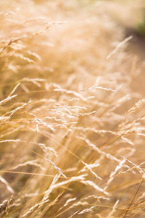 close-up of golden wheatgrass plant outdoor in sunny meadow shot at shallow depth of fieldの写真素材