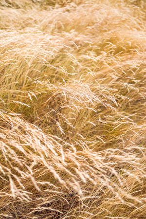 close-up of golden wheatgrass plant outdoor in sunny meadow shot at shallow depth of field
