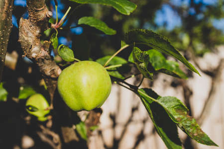close-up of apple tree outdoor in sunny vegetable garden shot at shallow depth of fieldの写真素材