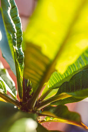 close-up of frangipani plant with inflorescence stalk under natural sunlight shot at shallow depth of fieldの写真素材