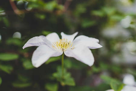 close-up of white clematis vine with flowers creeping over fence and lattice shot at shallow depth...