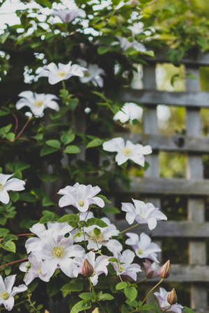 close-up of white clematis vine with flowers creeping over fence and lattice shot at shallow depth of fieldの写真素材