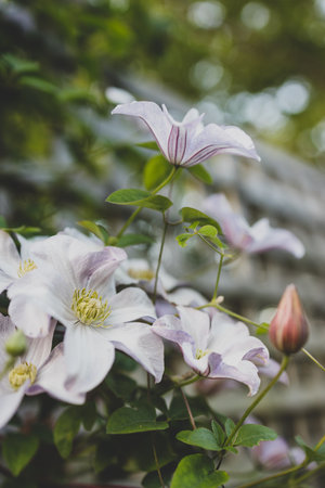 close-up of white clematis vine with flowers creeping over fence and lattice shot at shallow depth of fieldの写真素材
