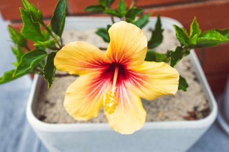 close-up of cuban hibiscus plant with yellow flower outdoor in sunny backyard shot at shallow depth of fieldの写真素材