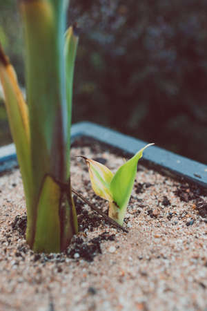 close-up of banana plant with small tiny pup outdoor in sunny backyard shot at shallow depth of fieldの写真素材