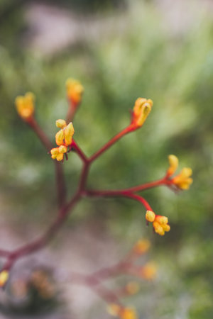 native Australian red and yellow kangaroo paw plant outdoor in sunny backyard shot at shallow depth...