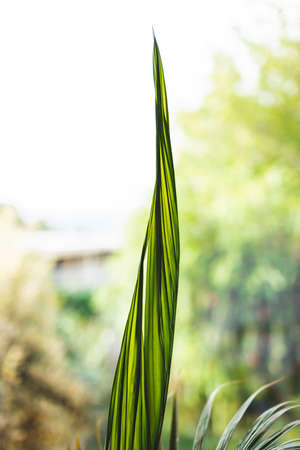 close-up of palm frond about to open up with sunny backyard in the background shot at shallow depth of fieldの写真素材