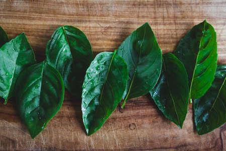 freshly picked basil leaves on wooden cutting board, concept of simple natural healthy ingredientsの写真素材