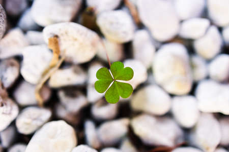 close-up of shamrock clover plant surrounded by white pebbles shot at shallow depth of fieldの写真素材