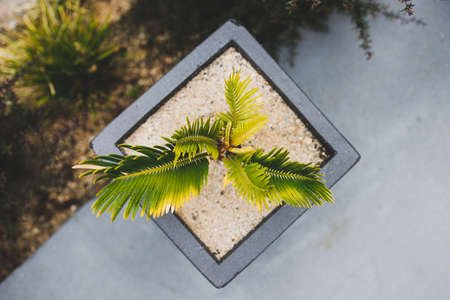 close-up of Cycad palm plant in black pot outdoor in sunny backyard shot at shallow depth of fieldの写真素材