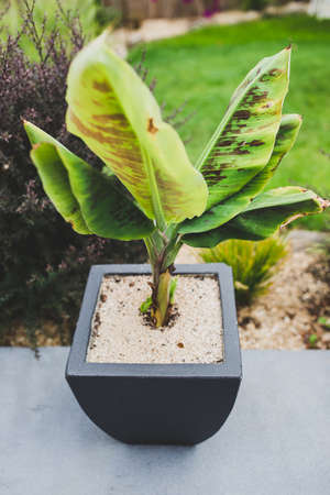 close-up of banana plant outdoor in sunny backyard shot at shallow depth of fieldの写真素材