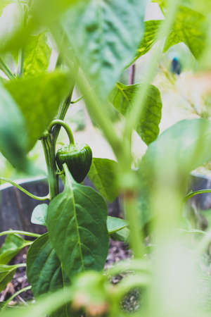 close-up of capsicum plant with unripe green pepper growing shot outdoor in sunny vegetable garden at shallow depth of fieldの写真素材
