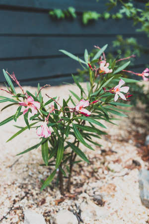 close-up of pink oleander plant outdoor in sunny backyard shot at shallow depth of field