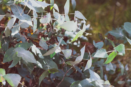 native Australian eucalyptus tree outdoor shot along a beautiful bush track at shallow depth of fieldの写真素材
