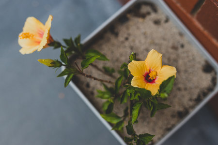 close-up of Cuban hibiscu with yellow flowers outdoor in a pot on concrete path shot at shallow depth of fieldの写真素材