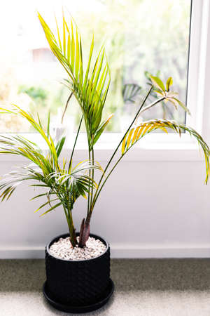 close-up of palm tree plants in pots indoor by the window shot at shallow depth of fieldの写真素材