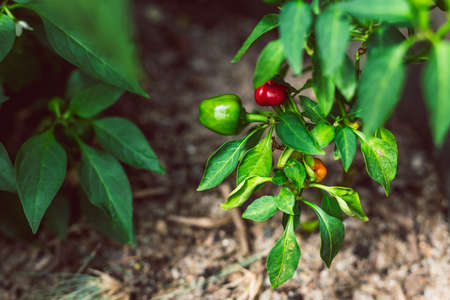close-up of bell pepper plant outdoor in sunny vegetable garden shot at shallow depth of fieldの写真素材