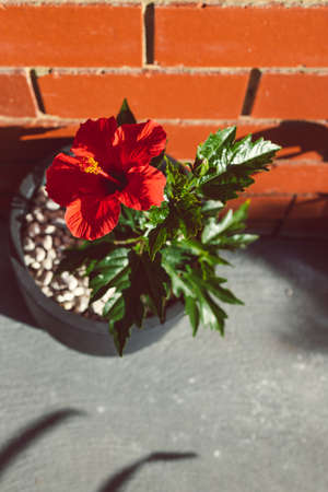 close-up of red hibiscus plant with flower in pot outdoor in sunny backyard shot at shallow depth of...