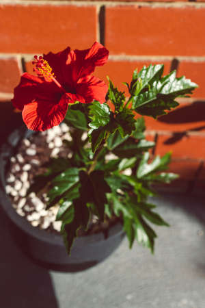close-up of red hibiscus plant with flower in pot outdoor in sunny backyard shot at shallow depth of fieldの写真素材