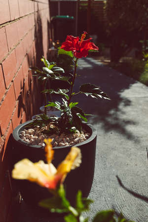 close-up of red hibiscus plant with flower in pot outdoor in sunny backyard shot at shallow depth of fieldの写真素材