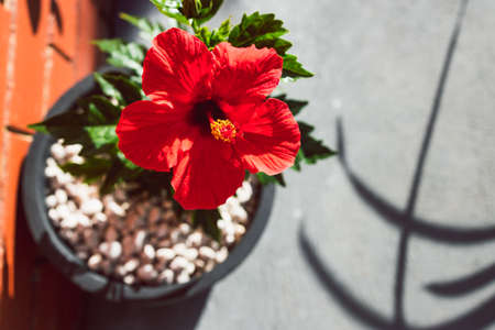 close-up of red hibiscus plant with flower in pot outdoor in sunny backyard shot at shallow depth of fieldの写真素材
