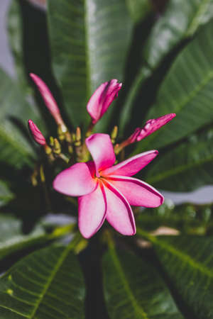 close-up of pink paradise frangipani plant with flowers in sunny backyard shot at shallow depth of fieldの写真素材