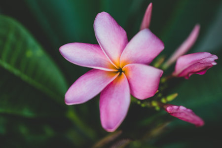 close-up of pink paradise frangipani plant with flowers in sunny backyard shot at shallow depth of fieldの写真素材