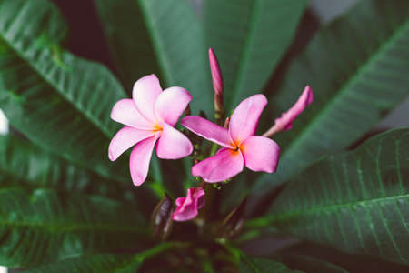 close-up of frangipani plumeria plant with pink flowers shot at shallow depth of fieldの写真素材