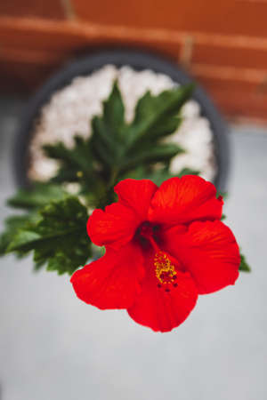 close-up of red hibiscus plant with big flower outdoor in sunny backyard shot at shallow depth of fieldの写真素材