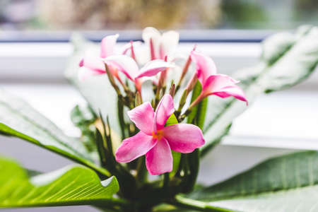 close-up of frangipani plumeria plant with pink flowers next to window light with backyard bokeh shot at shallow depth of fieldの写真素材