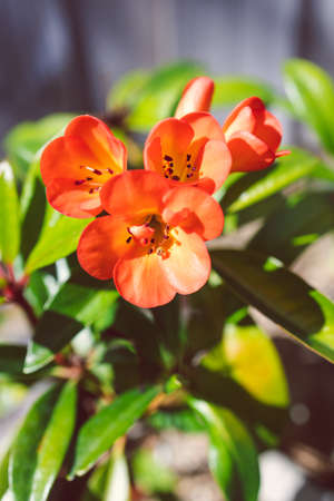 close-up of orange vireya rhododendron plant with coral flowers outdoor shot at shallow depth of fieldの写真素材