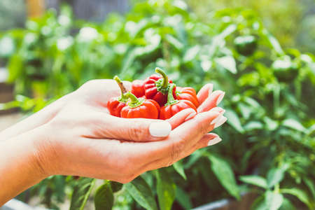 hands holding mini capsicum bell peppers in front of veggie plant outdoor in sunny vegetable garden shot at shallow depth of fieldの写真素材