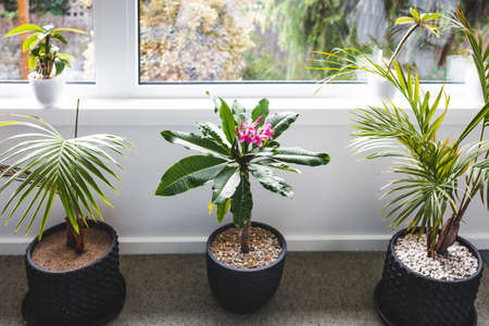 close-up of frangipani plumeria plant with pink flowers next to window light with backyard bokeh...