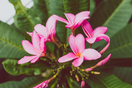 close-up of frangipani plumeria plant with plenty of pink flowers shot at shallow depth of fieldの写真素材