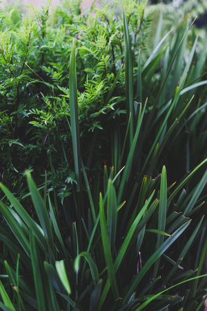 detail of lush tropical plants and grasses outdoor in sunny backyard shot at shallow depth of fieldの写真素材