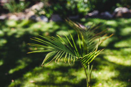 idyllic sunny backyard with tropical bangalow palm tree in the middle of perfect green lawn shot at shallow depth of fieldの写真素材