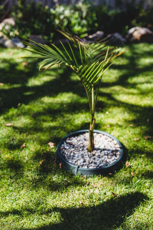 idyllic sunny backyard with tropical bangalow palm tree in the middle of perfect green lawn shot at shallow depth of fieldの写真素材